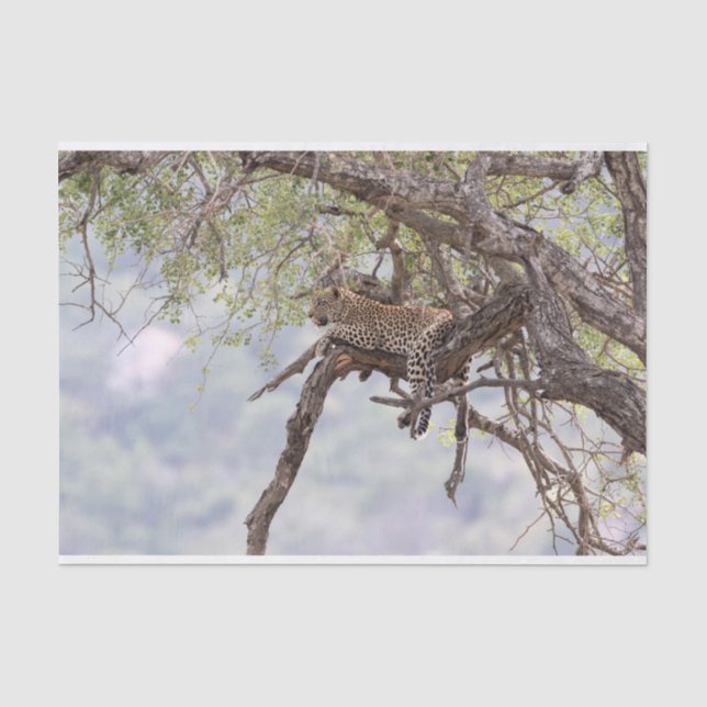 Leopard on a tree tissue paper (Front)