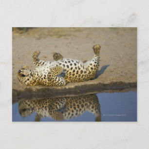 Leopard (Panthera pardus) female rolling on Postcard