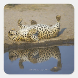 Leopard (Panthera pardus) female rolling on Square Sticker