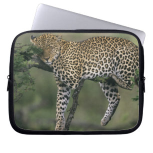 Leopard, (Panthera pardus), Kenya, Masai Mara Laptop Sleeve