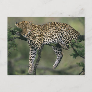 Leopard, (Panthera pardus), Kenya, Masai Mara Postcard