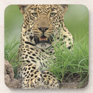 Leopard, Panthera pardus, Sabi Sabi Game Coaster
