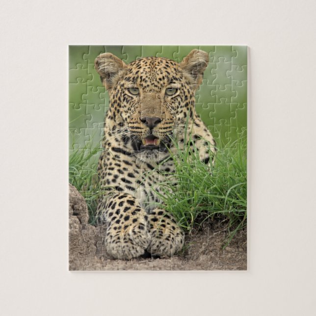 Leopard, Panthera pardus, Sabi Sabi Game Jigsaw Puzzle (Vertical)