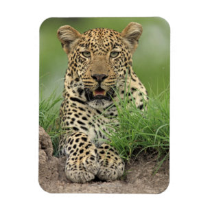 Leopard, Panthera pardus, Sabi Sabi Game Magnet