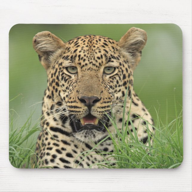 Leopard, Panthera pardus, Sabi Sabi Game Mouse Pad (Front)
