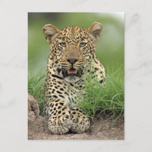 Leopard, Panthera pardus, Sabi Sabi Game Postcard