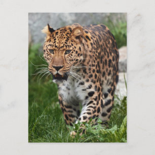 Leopard Photo Postcard