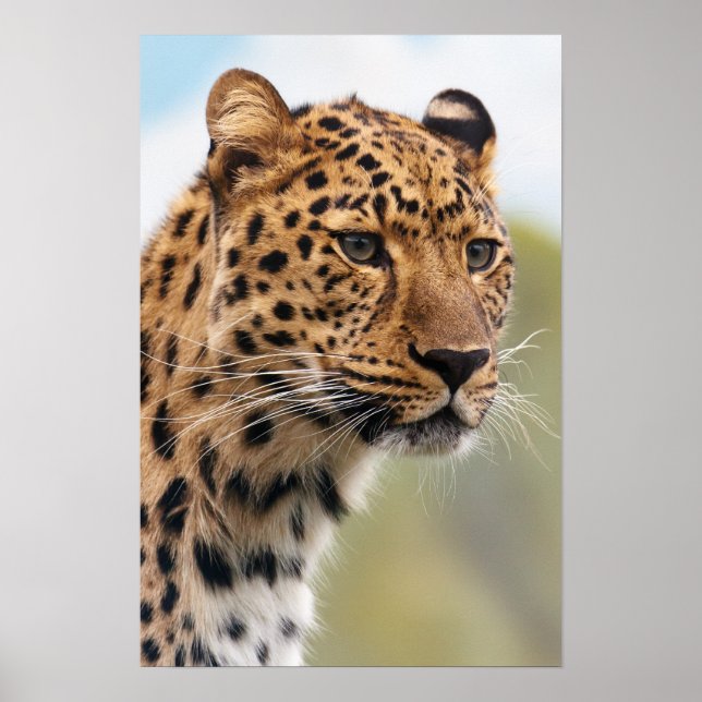 Leopard Photo Poster (Front)