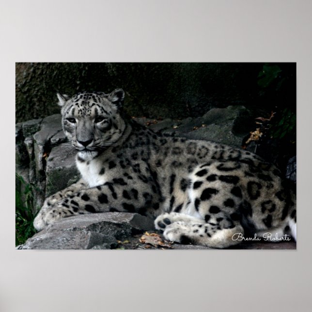Leopard Photo Print (Front)