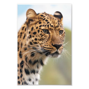Leopard Photo Print