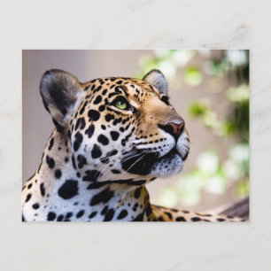 Leopard Photograph Postcard
