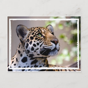 Leopard Photograph Postcard