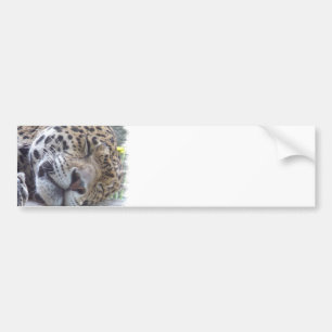 Leopard Picture Bumper Sticker
