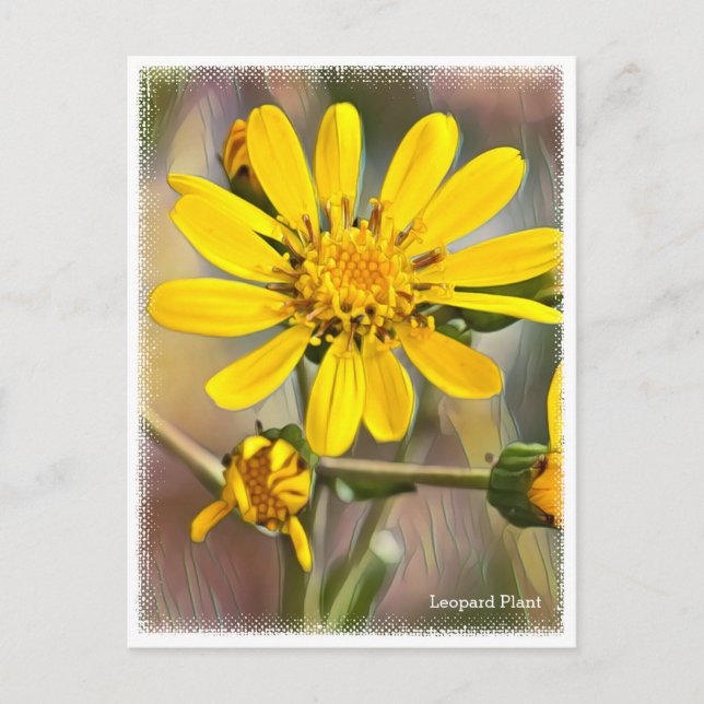 Leopard Plant Postcard (Front)