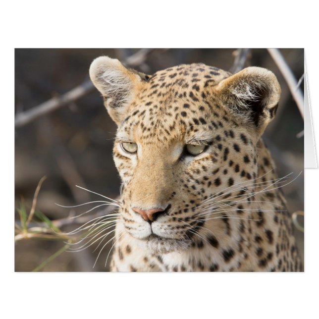 Leopard portrait (Front Horizontal)