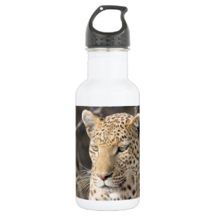 Leopard portrait 532 ml water bottle