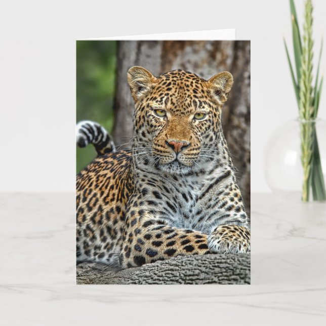 Leopard Portrait Card (Front)