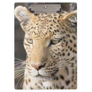 Leopard portrait clipboard