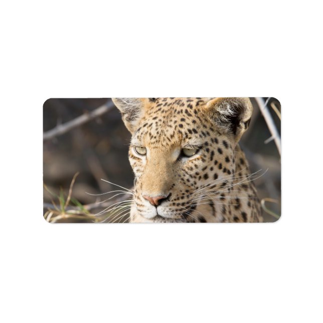 Leopard portrait label (Front)