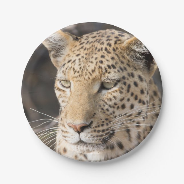 Leopard portrait paper plate (Front)