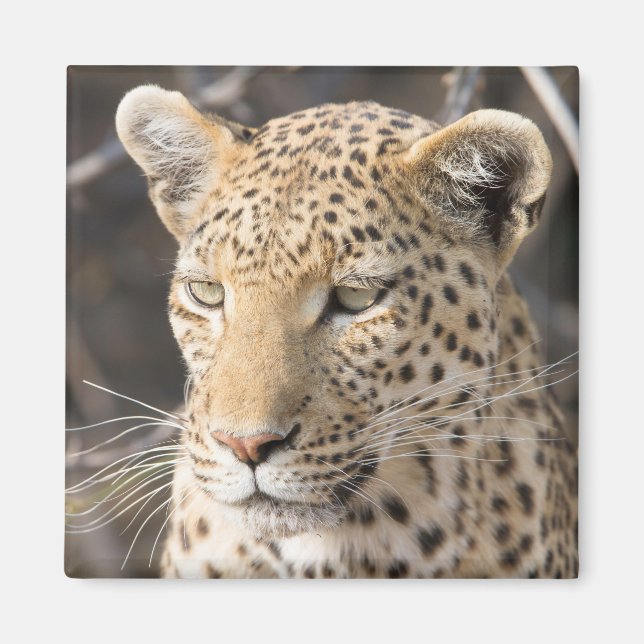 Leopard portrait photo magnet (Front)