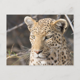 Leopard portrait photo postcard
