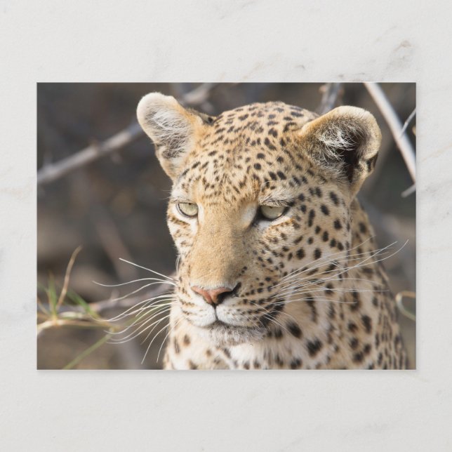 Leopard portrait photo postcard (Front)
