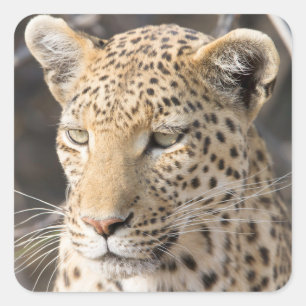 Leopard portrait photo square sticker