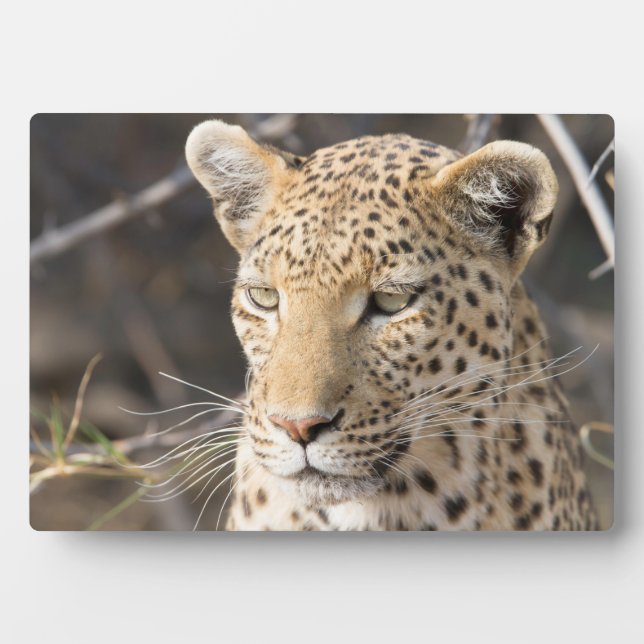 Leopard portrait plaque (Front)