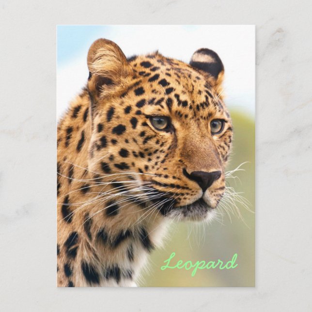 Leopard portrait Postcard (Front)