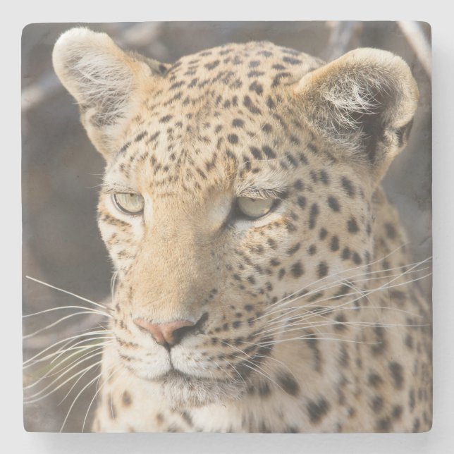 Leopard portrait stone coaster (Front)