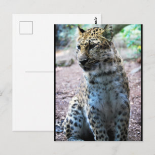 Leopard Pose Postcard