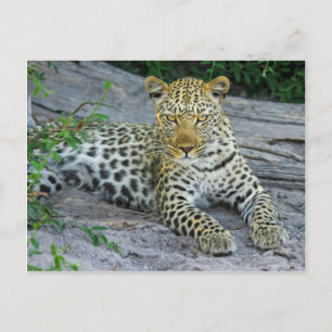 Leopard Postcard