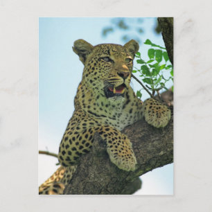 Leopard Postcard