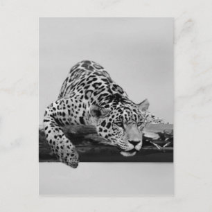 Leopard Postcard