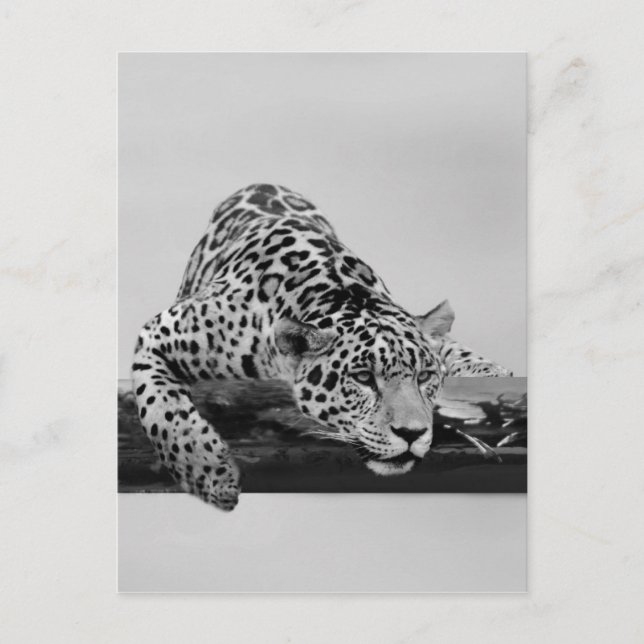 Leopard Postcard (Front)