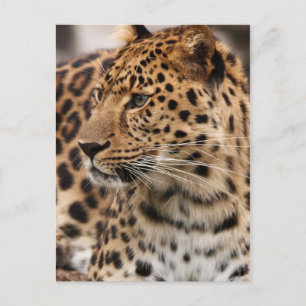 Leopard Postcard