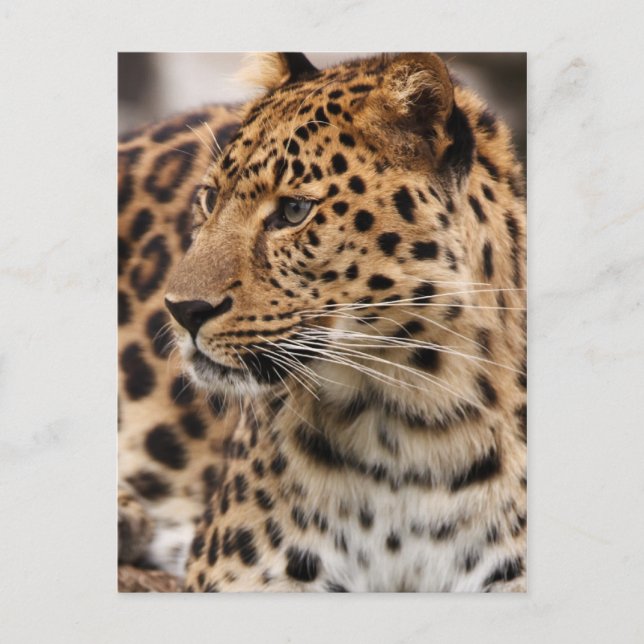 Leopard Postcard (Front)
