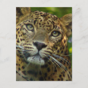 Leopard Postcard