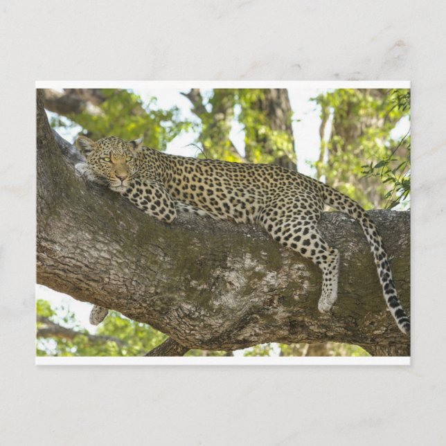 Leopard Postcard (Front)