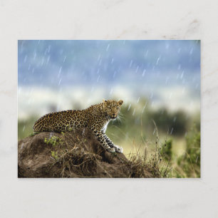Leopard Postcard