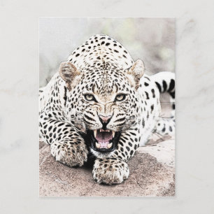 Leopard Postcard