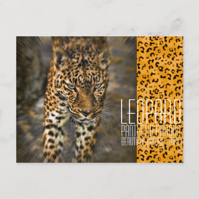 Leopard [Postcard] Postcard (Front)