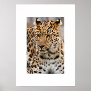 Leopard Poster