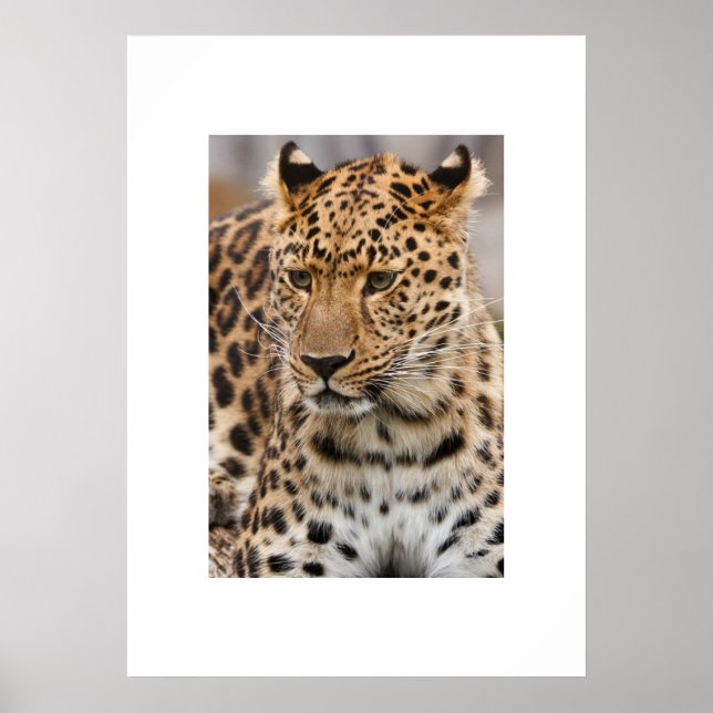 Leopard Poster (Front)