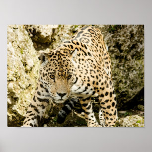 Leopard Poster