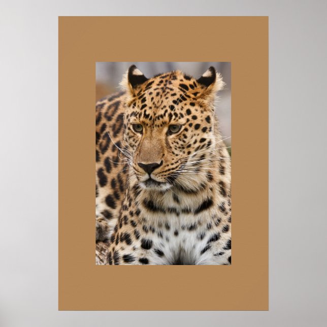 Leopard Poster (Front)