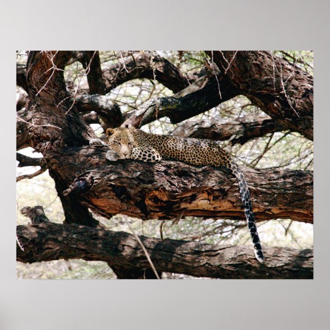 Leopard Poster (Front)