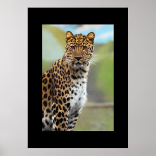 Leopard Poster
