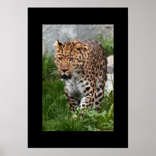 Leopard Poster